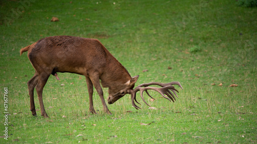 Deer rubbing southern antlers © juan Mª Alises