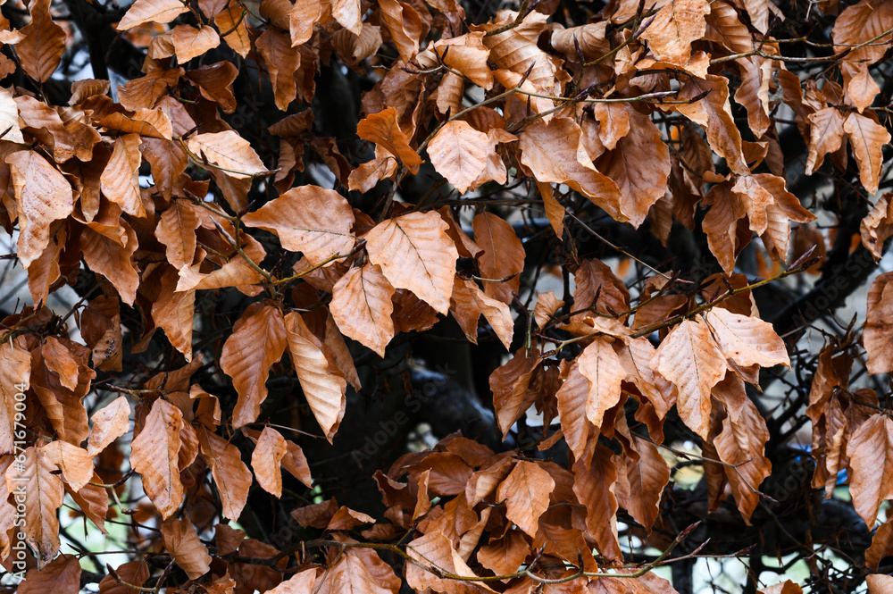 Background of hornbeam bush with autumn brown leaves Background of hornbeam bush with autumn brown leaves