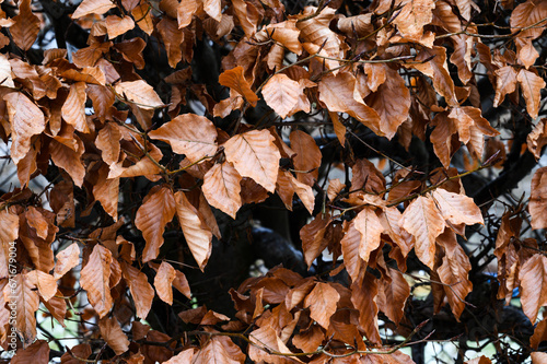 Background of hornbeam bush with autumn brown leaves