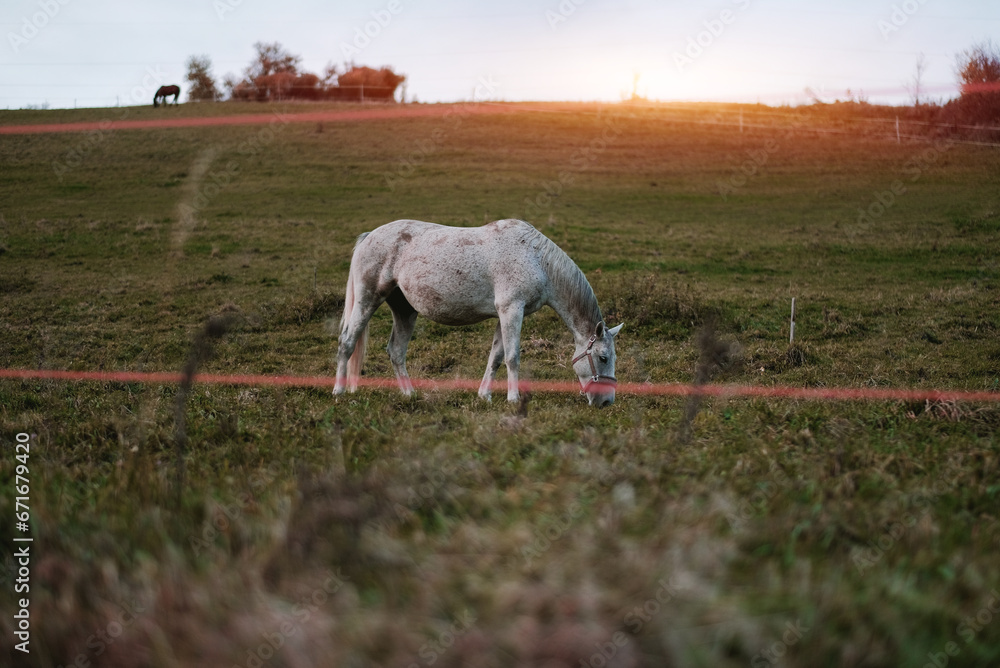 Obraz premium White Male Horse Standing On The Grass Field