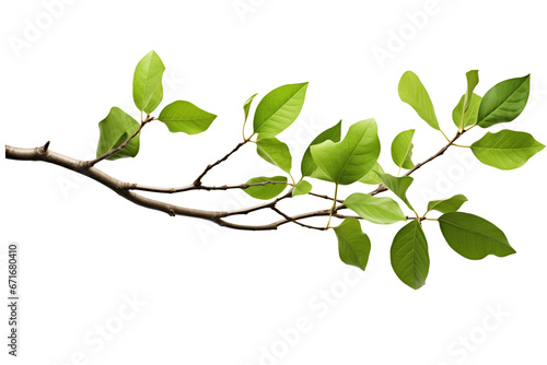 Tree branche isolated
