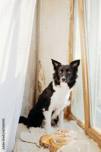 Border Collie dog keeps. Christmas decor in her mouth © OlgaOvcharenko