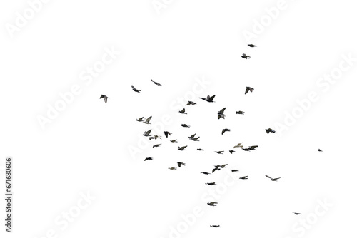 Flocks of flying pigeons isolated on white background. Save with clipping path. photo