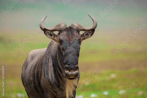 Blue wildebeest white-bearded wildebeest gnu in nature