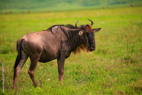 Blue wildebeest stands eyeing camera in grassland