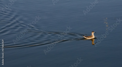 Red necked Phalarope - Phalaropus lobatus, bird catches flies on the surface of the water