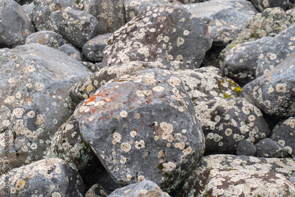 Close up of lichen growing on a rock in the wild Close up of lichen growing on a rock in the wild