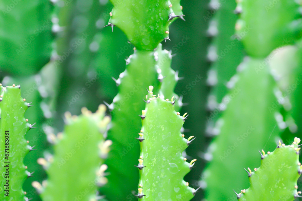 cactus plant or Euphorbia or Euphorbia mayurnathanii ,Euphorbia lactea or Euphorbia lacei Craib cactus plant or Euphorbia or Euphorbia mayurnathanii ,Euphorbia lactea or Euphorbia lacei Craib