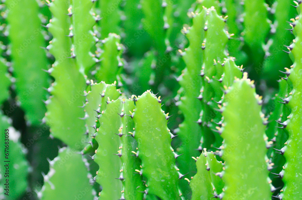 cactus plant or Euphorbia or Euphorbia mayurnathanii ,Euphorbia lactea or Euphorbia lacei Craib cactus plant or Euphorbia or Euphorbia mayurnathanii ,Euphorbia lactea or Euphorbia lacei Craib