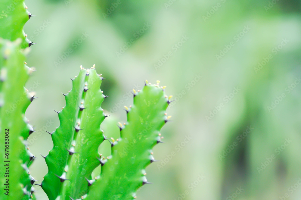 cactus plant or Euphorbia or Euphorbia mayurnathanii ,Euphorbia lactea or Euphorbia lacei Craib - obrazy, fototapety, plakaty 