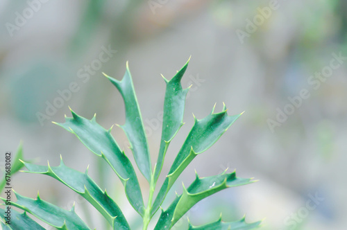 ENCEPHALARTOS LATIFRONS, Cycad or Cycadaceae or Cycas rumphii or Stangeriaceae or Zamiaceae or Encephalartos arenarius photo