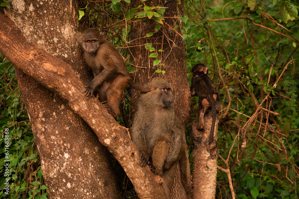 Obraz premium olive baboon (Papio anubis) Anubis