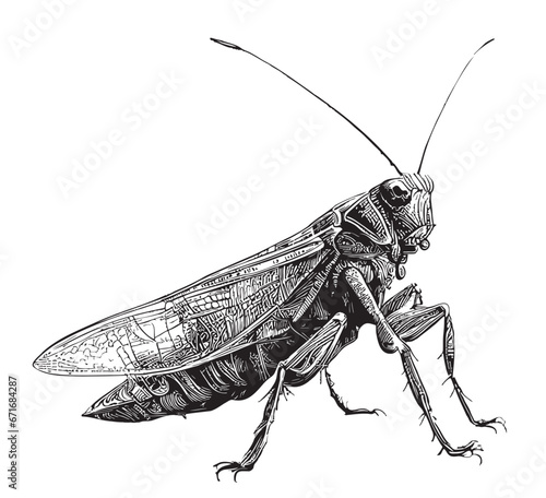 Grasshopper insect hand drawn sketch doodle style Vector illustration