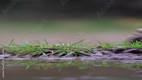 water drops on the grass