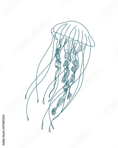 Illustration, contour jellyfish on a white background. Print, sketch, vector