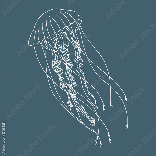 Illustration, contour jellyfish on a blue background. Print, sketch, vector