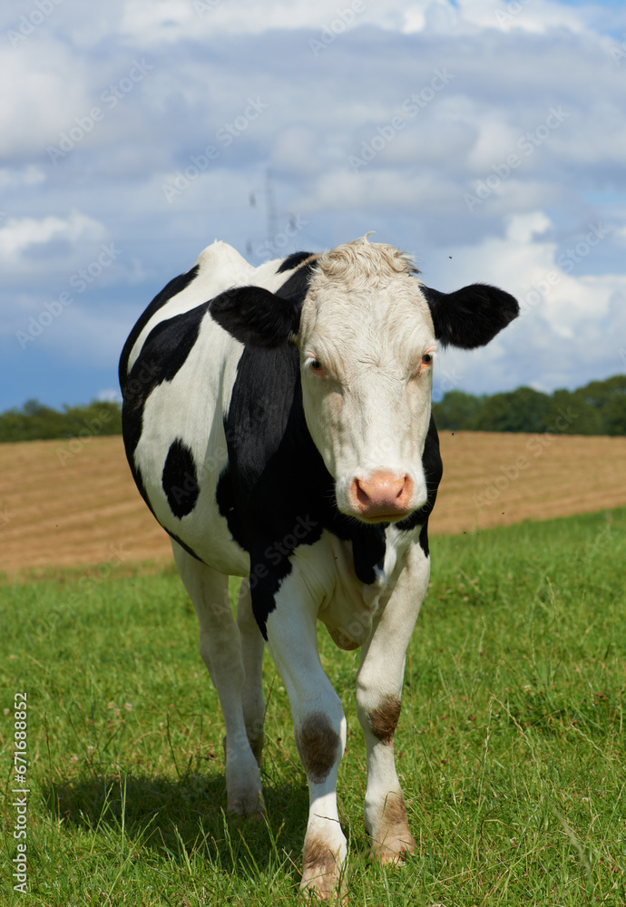 One black and white spotted Holstein cow on a sustainable farm pasture field in countryside. Raising and breeding livestock animals in agribusiness for free range organic cattle and dairy industry One black and white spotted Holstein cow on a sustainable farm pasture field in countryside. Raising and breeding livestock animals in agribusiness for free range organic cattle and dairy industry