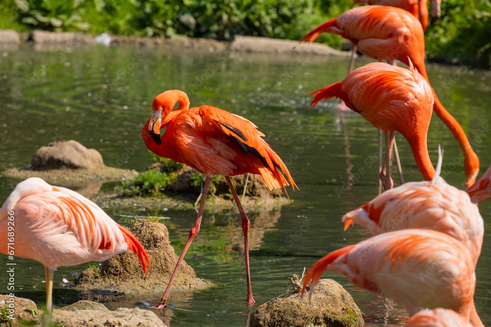 flamingos walking in water with green grasses background.