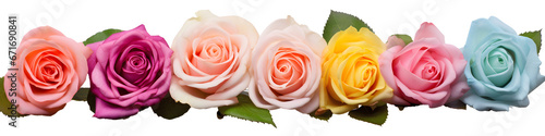 colourful rose flowers isolated on transparent background - nature, garden, wedding banner design element PNG cutout