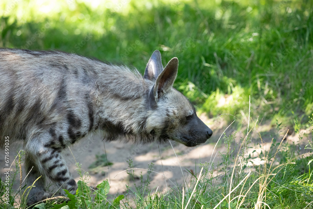Striped Hyena (Hyaena hyaena) against natural background Striped Hyena (Hyaena hyaena) against natural background