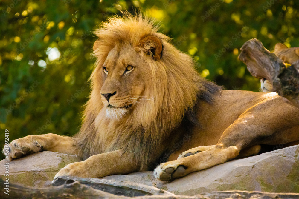 Naklejka premium adult Lion playing in zoological garden