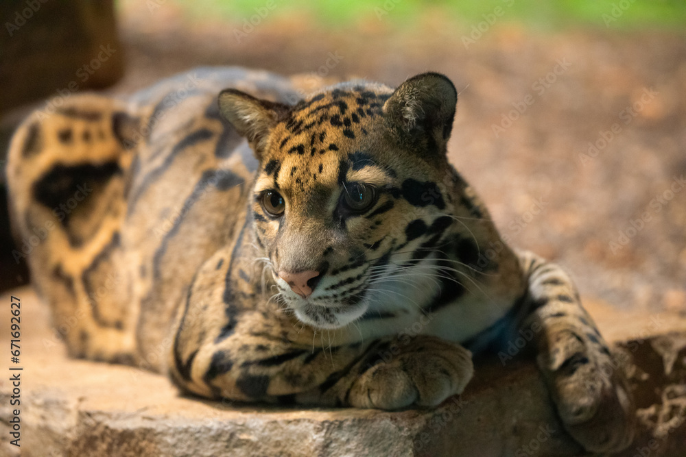Naklejka premium clouded leopard (Neofelis nebulosa) wild cat