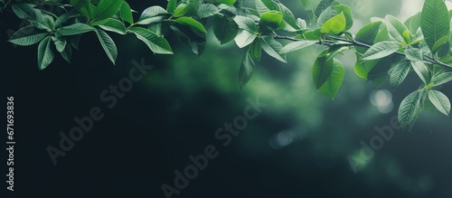 Outdoors in nature soft focus leaves with copy space soothing dark green tones
