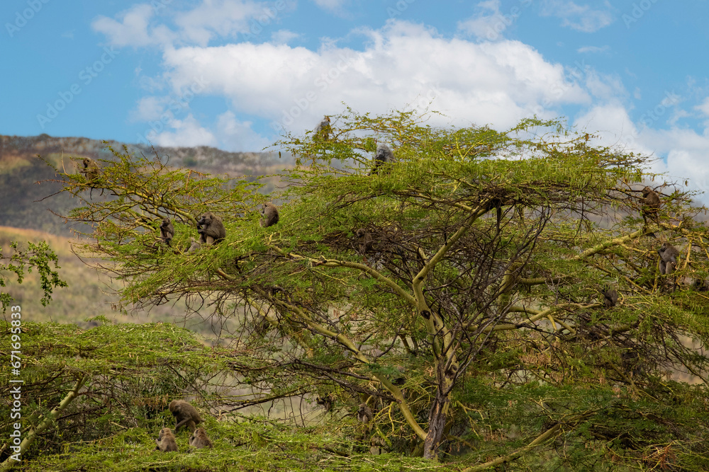 flock of monkeys sitting on tree in an african reserve