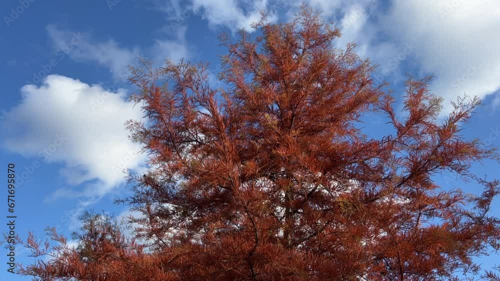 Autumn tree metasequoia dawn redwood against sky clouds. Autumn tree metasequoia dawn redwood against sky clouds.