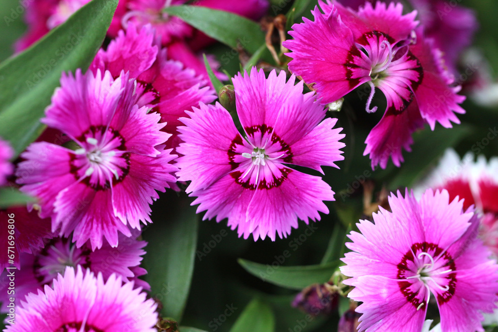 Obraz premium Pink Dianthus flower in bloom.