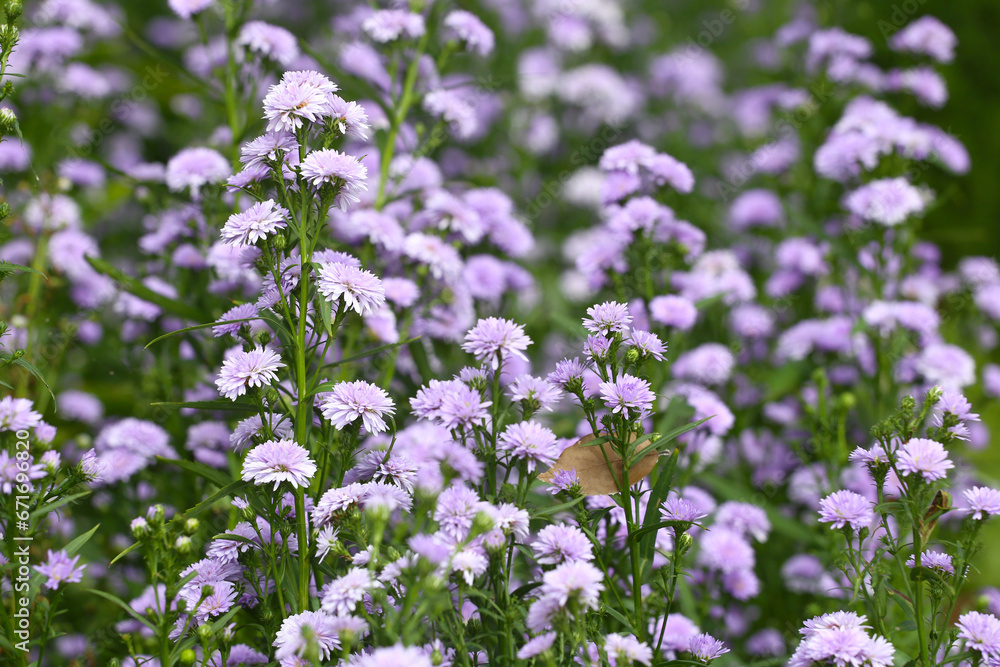 Purple Marguerite flower in bloom. Purple Marguerite flower in bloom.