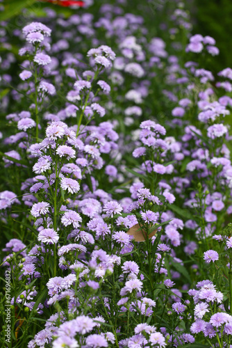 Purple Marguerite flower in bloom. © meepoohyaphoto