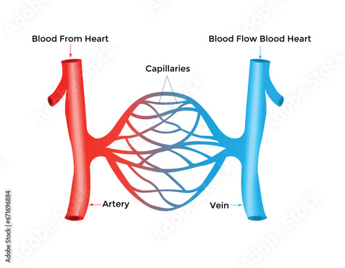 Blood vessels scheme with heart and cells flow direction vector illustration