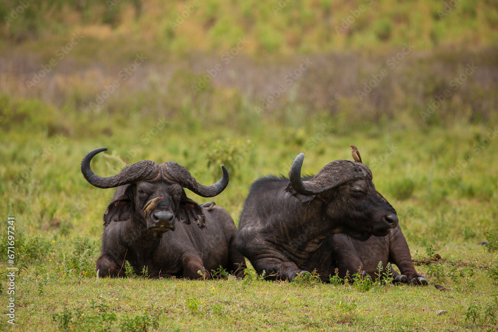 Obraz premium African buffalo in field Ngorongoro Kenya during daylight