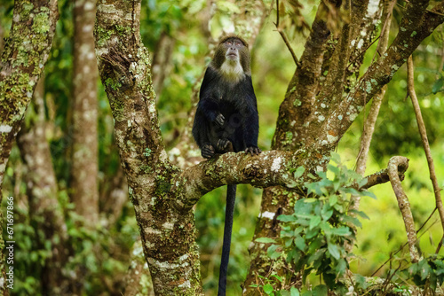 Photography blue monkey sitting on tree in the jungle close-up