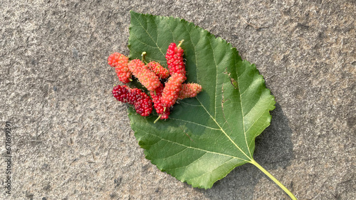 Pink Mulberry fruit on a leaf on a stone color background. copy space photo