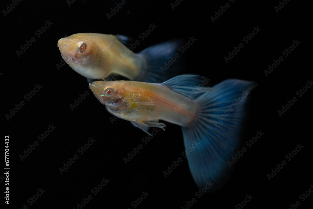 Obraz premium A pair of Albino Blue Tail Guppy Fish (Poecilia reticulata) isolated black background, Male and female fancy guppy.