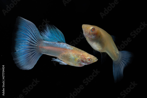 A pair of Albino Blue Tail Guppy Fish (Poecilia reticulata) isolated black background, Male and female fancy guppy.