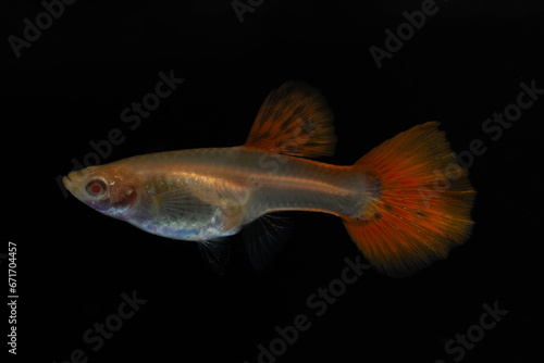 Female albino full red guppy fish isolated on black background.
