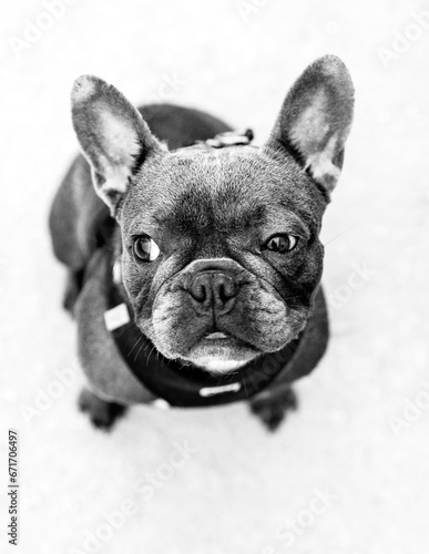 Portrait d'un bouledogue français en noir et blanc , mise au point sur son regard qui louche.  photo