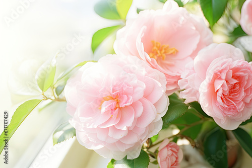 Rose camellia flowers in garden #671707429