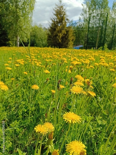 a field of blooming dandelions in the village. Floral Wallpaper