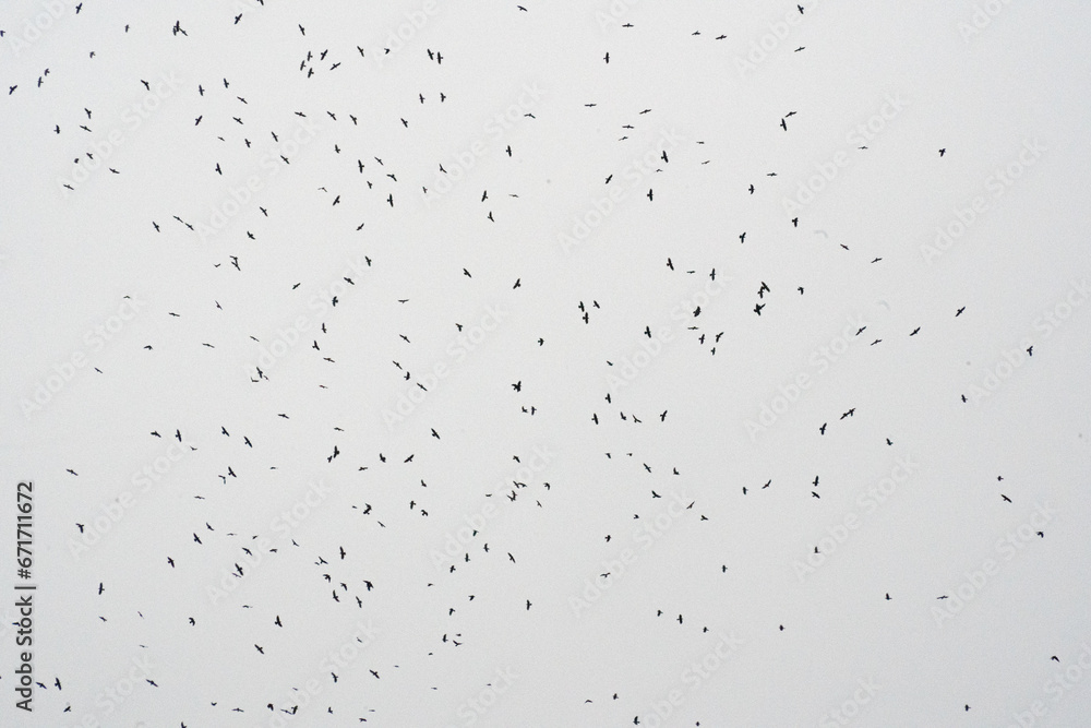 Zugvögel am Himmel Zugvögel am Himmel