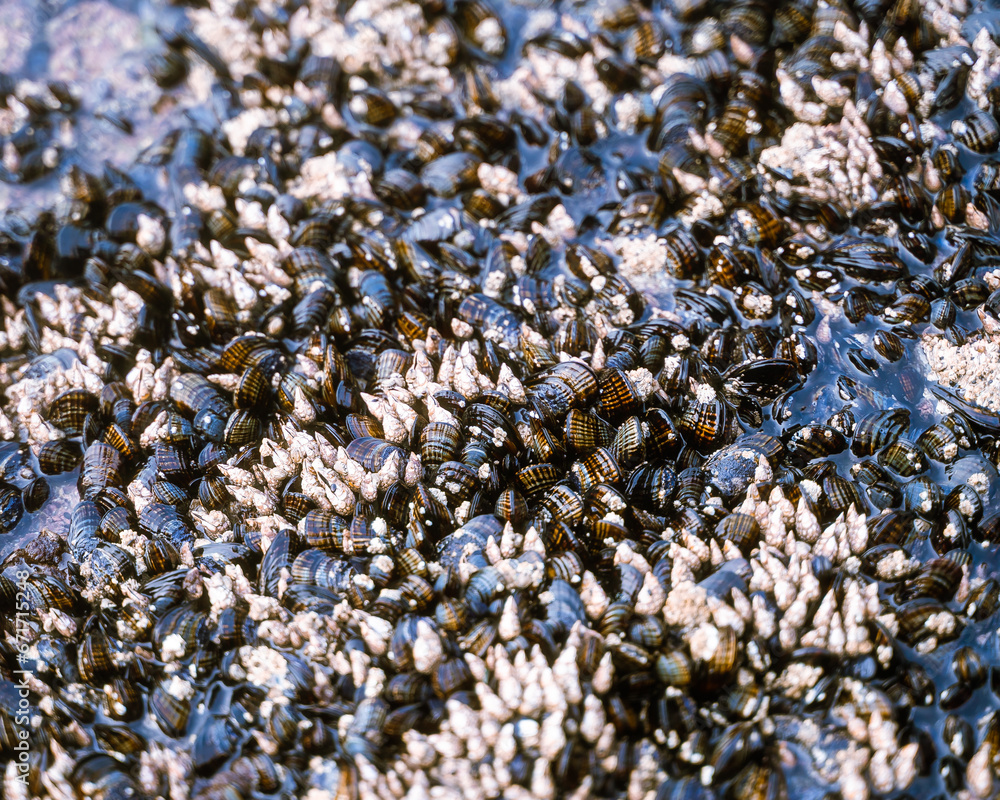 shells background shells background