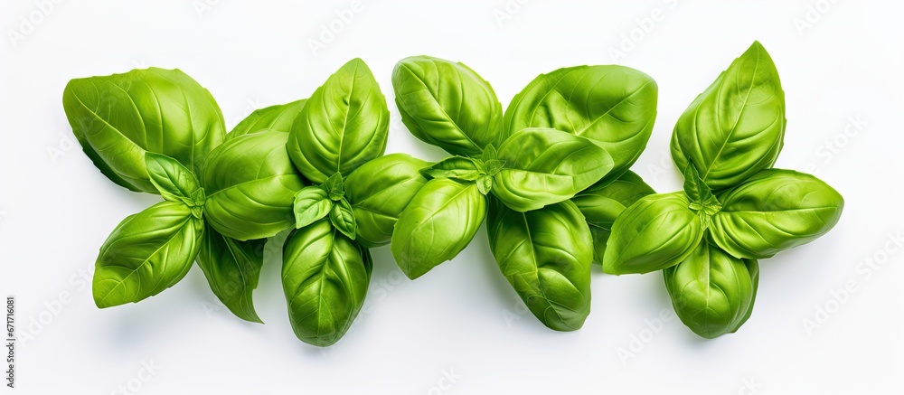 Basil leafs of a green color are separated from the rest and placed on a white background Basil leafs of a green color are separated from the rest and placed on a white background