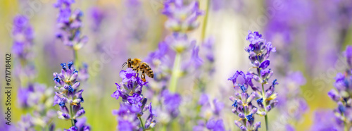 Spring lavender flowers under sunlight. Bees pollinate flowers and collect pollen. Lavender honey. Beautiful landscape of nature with a panoramic view. Hi spring. long banner