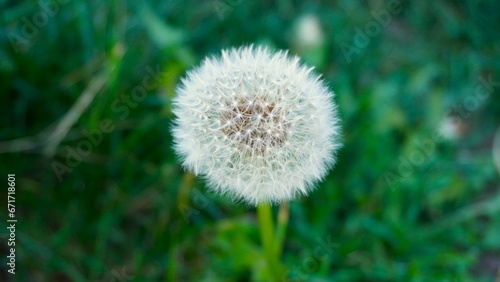 Dandelion whitish A species of dicotyledonous plants of the genus Dandelion of the Asteraceae family.