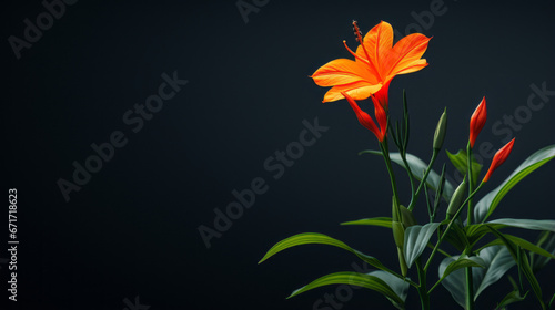 tall, thin-leafed tropical plant with a single bright orange flower