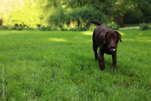 Adorable Labrador Retriever dog with ball walking in park, space for text