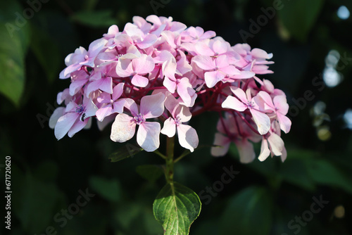 Pink flowers of Hydrangea macrophylla. Plant also called hortensia